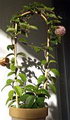 Hoya Carnosa